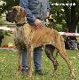 Unique Bocca Dtigre