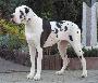 Beluga Von Der Wolfburg