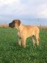 Varina Bocca Dtigre