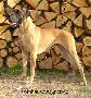 Varina Bocca Dtigre