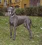 Bullcronans Haute Couture
