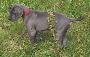 Bullcronans Kvicksilver