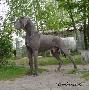 Ch Enduro Vom Hause Wagner