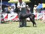 Camero Bocca Dtigre