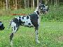 Ozzie From Valvasors Land