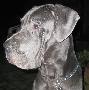 Brutus Rudolf