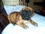 Loulou Vom Sprendlinger Tal