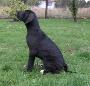 Black Jack Vom Harbker Schlo
