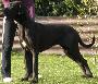 Ch Xsara Von Gigantic Blau