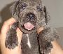 Blue Boy Beaux Chiens