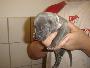 Bijon Beaux Chiens