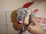 Barcley Beaux Chiens