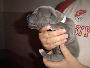 Blue Lady Beaux Chiens