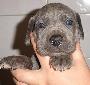 Blue Lady Beaux Chiens