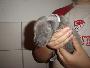 Belaine Beaux Chiens