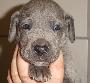 Belaine Beaux Chiens