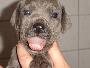 Barkena Beaux Chiens