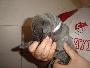 Banjana Beaux Chiens