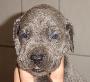 Banjana Beaux Chiens