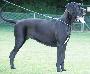 Warinia Von Blue Ground