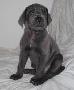 Blue Lady Beaux Chiens