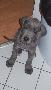 Braja Beaux Chiens