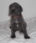 Braja Beaux Chiens