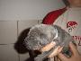 Braja Beaux Chiens