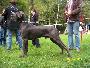 Ch Gigant Usher Junior Vom Edersee