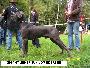 Ch Gigant Usher Junior Vom Edersee