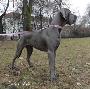 Berlin Of Blue Diablo