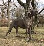 Berlin Of Blue Diablo