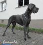 Berlin Of Blue Diablo