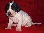 Cora-mia Beaux Chiens