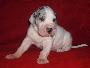 Caya Beaux Chiens