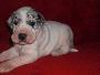 Chepi Beaux Chiens