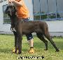 Amor Vom Wernerseck