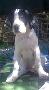 Etax Beaux Chiens