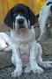 Enzio Beaux Chiens