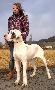 Emily Beaux Chiens