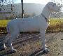 Emily Beaux Chiens