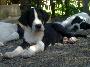 Ember Beaux Chiens
