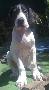 Eclipse Beaux Chiens