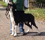 Fila Beaux Chiens
