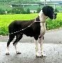 Fila Beaux Chiens
