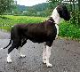 Fila Beaux Chiens