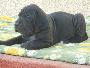 Black Jack Vom Mephisto