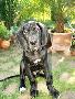Black Jack Vom Mephisto
