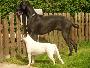 Black Jack Vom Mephisto