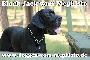Black Jack Vom Mephisto